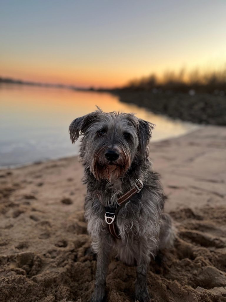 Dieses Bild hat ein leeres Alt-Attribut. Der Dateiname ist 6675b528-4b13-4aad-8d82-47f9605a9302-768x1024.jpg