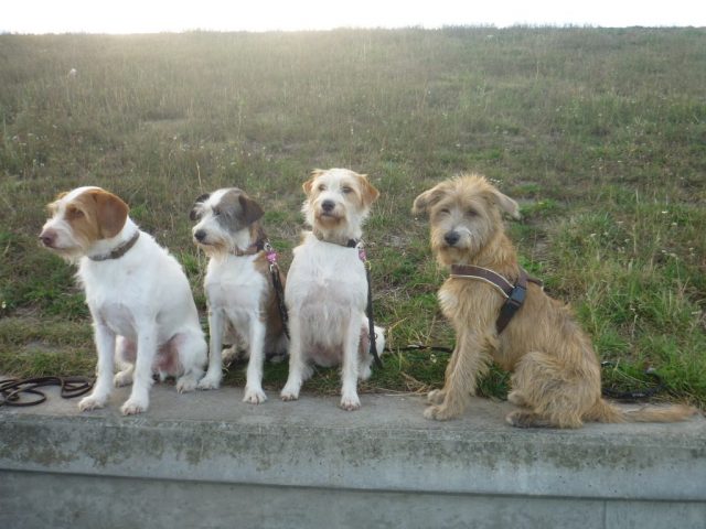 Don im September 2012 mit Billy, Jule und Adele