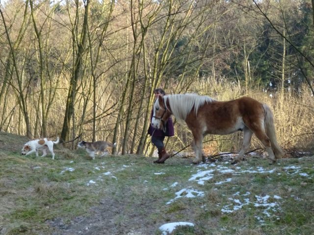 Spaziergang mit den Hunden