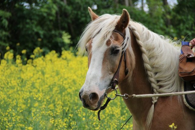 da hat er die Haare schön;O)
