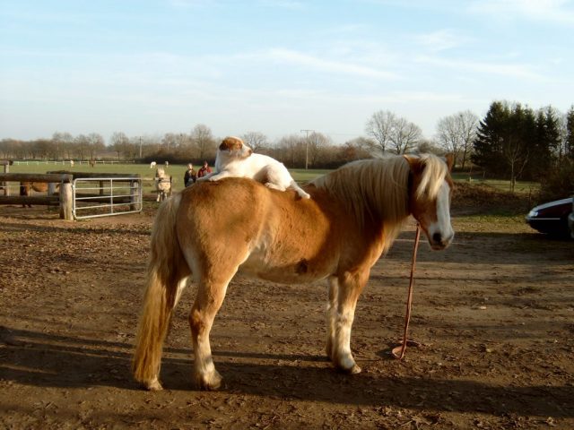 Billy macht es sich gemütlich