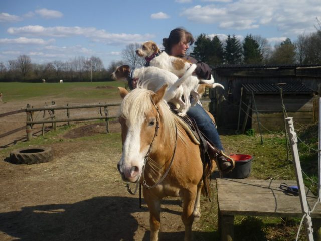 wieviele Hunde passen auf ein Pony?