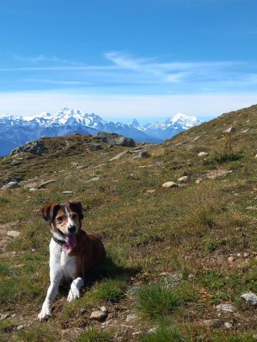 Elmo im Sommer 23 mit dem Matterhorn als Kulisse