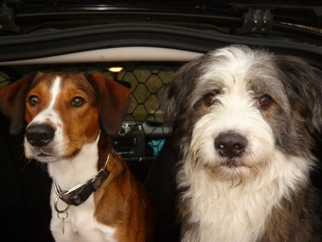Elmo und Addy 2014