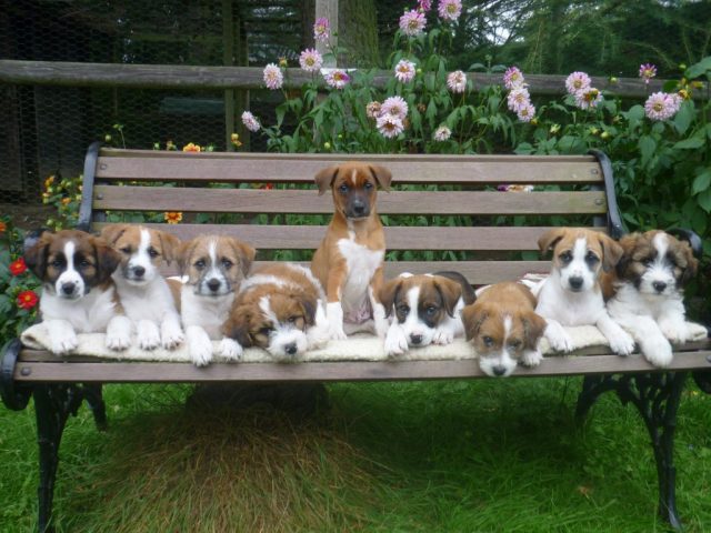 alle neun Geschwister mit 8 Wochen