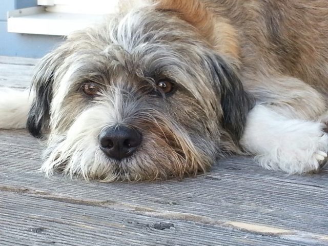 Ernie-2015