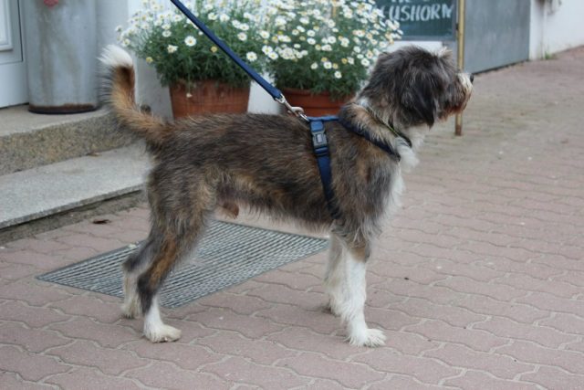Rotenbeker Ernie 2018